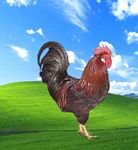 pic for XP chicken